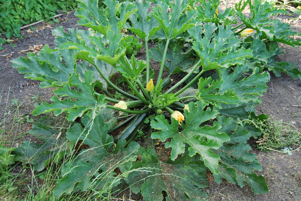 Bed&Brood De Straverdonk Graft Номер фото